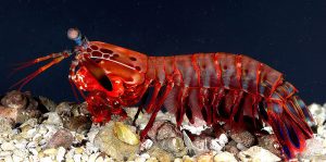 Photograph of a mantis shrimp.